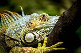 Зеленая игуана (лат. Iguana iguana)