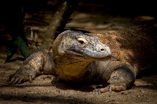 Комодский варан (лат.Varanus komodoensis)