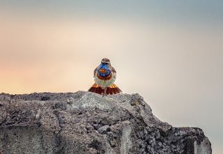 я, когда начала снимать, думала, что птаха поджимает её