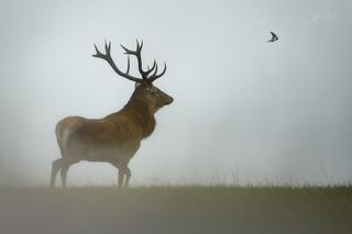 За ласточкой