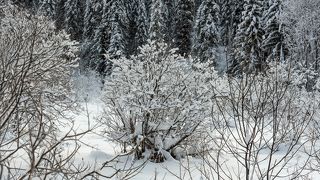 02 Снегопад накануне припорошил тайгу, …