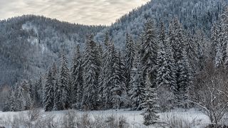 01 Заснеженные пихты в роли Рождественских супер-ёлочек