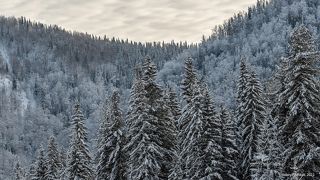 02 Кучерявые берёзы в инее на склонах – роскошное зрелище, …