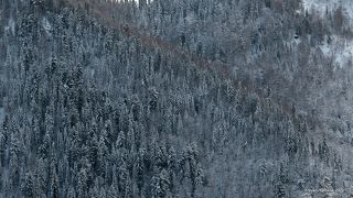 03 … стройные пихты, впрочем, тоже!