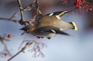 Неудавшийся обед