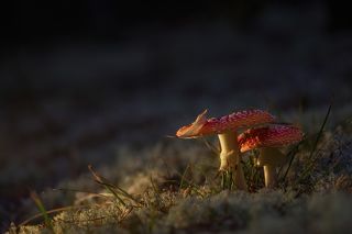 объектив пентакс 100 мм