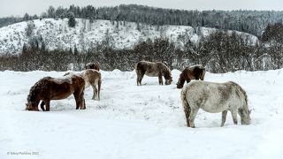 02 Лошади выглядят очень основательно и, судя по всему, они совершенно непритязательны)