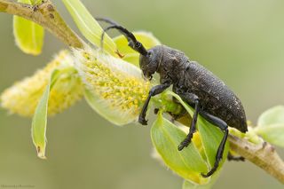 Запах весны