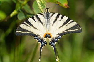 Берёзовый окрас