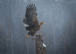Вдох глубокий, крылья шире