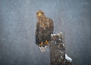 Глаза в глаза