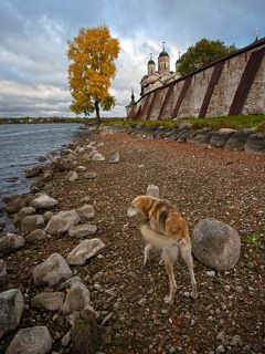 Рыжие :)
А солнце не хотело надолго показываться... устало за лето, наверно :)