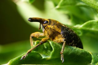 Долгоносик