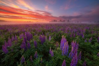 объектив самьянг 14 мм