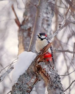 Дятел большой петрый