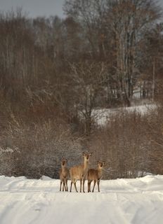 Россия.Псковская.область.