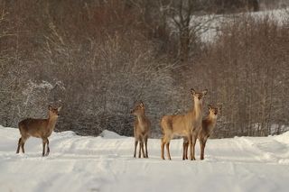 Россия.Псковская.область.
