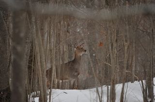 Россия.Псковская.область.