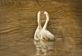 Танец лебедей