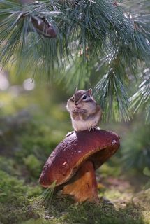 Мечтаю о ней!