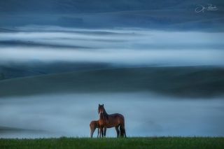Предрассветная тишина.  Алтайский край.