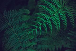 Папоротник