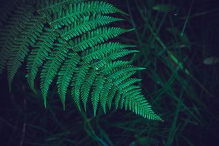 Лист папоротника