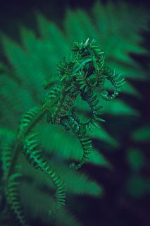 Молодой побег