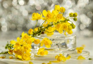 Цветки магонии