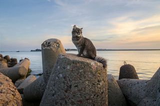 Балтийские кошки, обитающие на набережной, демонстрируют лучшие черты кошачьего характера: независимость, бесстрашие, чувство собственного достоинства:)<br> На набережной есть где размяться и всегда можно милостиво принять угощение  прохожих или подношение удачливых рыбаков.