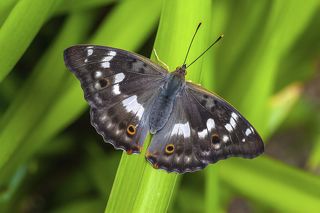 Ивовая переливница_Apatura iris