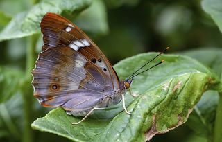 Ивовая переливница