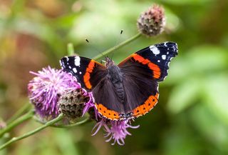 Адмирал_Vanessa atalanta