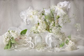 Белые ирисы