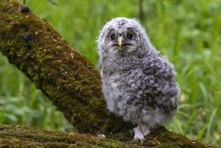 Птенец длиннохвостой совы