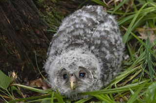 Принеси мне мышку