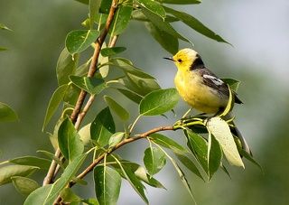 Жёлтоголовая трясогузка