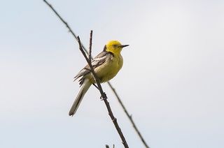 Жёлтоголовая трясогузка