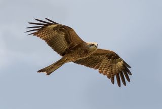 сейчас вылетит птичка!!