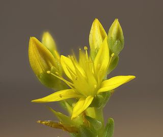 Очиток едкий