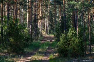 01 Тестирую свой новый объектив Сигма 100-400 в «старых» местах
