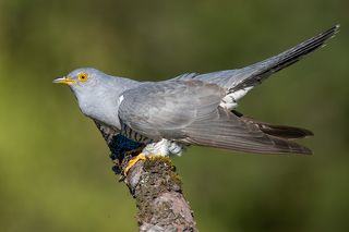 Кукушка