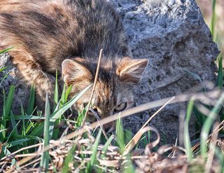Один глаз на меня, другой вниз, там живут вкусные мыши полевые.