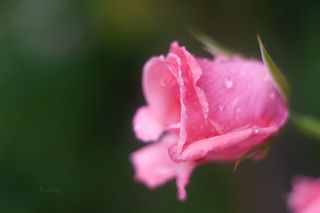 Гелиос-44 белый