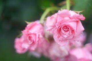 Гелиос-44 белый