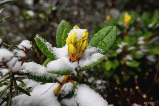 Первый летний снег ;