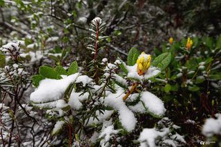 Первый летний снег ;