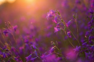 объектив пентакс 100мм