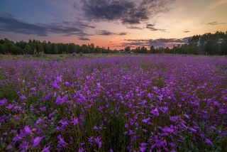 объектив самьянг 14 мм