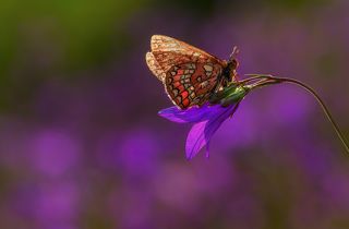 объектив пентакс 100 мм